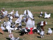 Güvercinler Dünya Barışı İçin Kanat Çırptılar