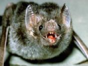 Kuduz yarasalar insanlara saldırdı: 20 ölü