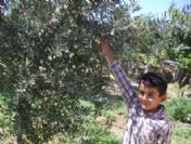 Mut'ta Zeytinde 45 Bin Ton Rekolte Bekleniyor