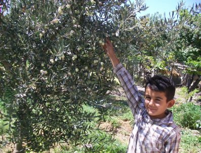 Mut'ta Zeytinde 45 Bin Ton Rekolte Bekleniyor