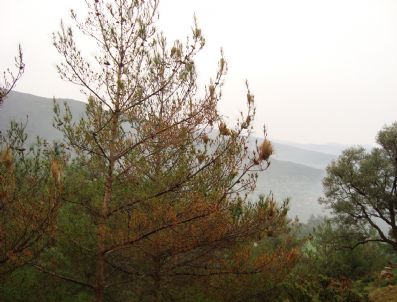 Vatandaşın Duyarlılığı Yangınları Azalttı Haberi
