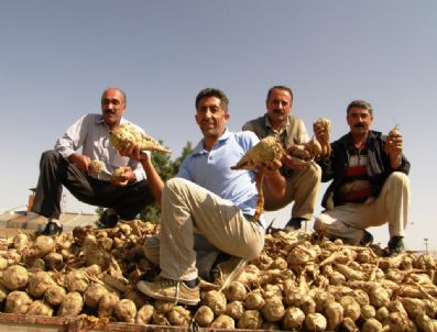 TÜRKIYE ŞEKER FABRIKALARı - Erciş Şeker Fabrikası'nda Pancar Alım Kampanyası Başladı