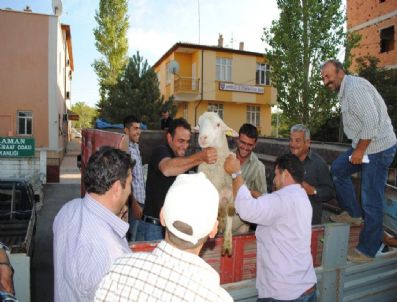 Karaman'da Damızlık Merinos Koç'u Dağıtıldı