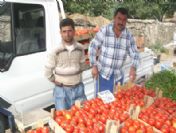 Pazarda Domates Zam Şampiyonu