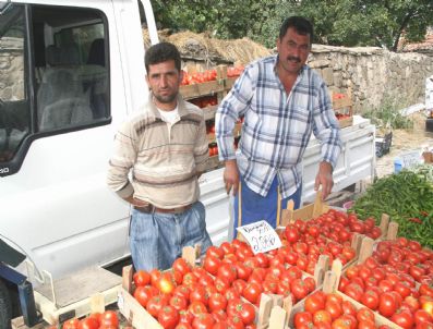 Pazarda Domates Zam Şampiyonu