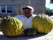 20 Kiloluk Kavun Ve Süs Karpuzları Görenleri Şaşırtıyor