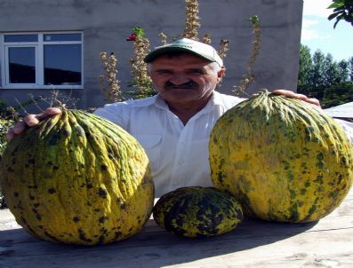 ALI İPEK - 20 Kiloluk Kavun Ve Süs Karpuzları Görenleri Şaşırtıyor