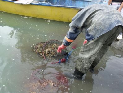 ÜLFET - Çıldır Gölünde İstakoz Avı Son Erdi