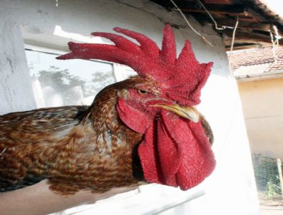 6 Kiloluk Dev Köy Horozu İlgi Çekiyor