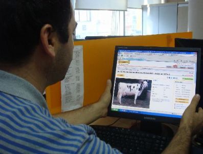 Büyükbaş hayvanlar internetten satılmaya başladı