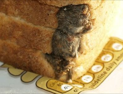 DAILY MAIL - Ekmeğin içinden fare çıktı