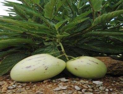 MUSTAFA DEMIRBAŞ - Pepino Dikti Kazançlı Çıktı