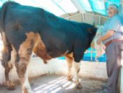 Simav'ın En Ağır Danası Kesilmeden Önce Teşhir Edildi