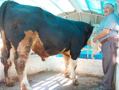 Simav'ın En Ağır Danası Kesilmeden Önce Teşhir Edildi