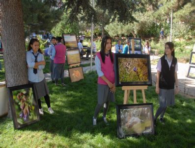 Kedinin Fotoğraf Merakı