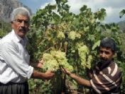 Rekoltesi Düşen Üzümde Yüksek Fiyat Beklentisi