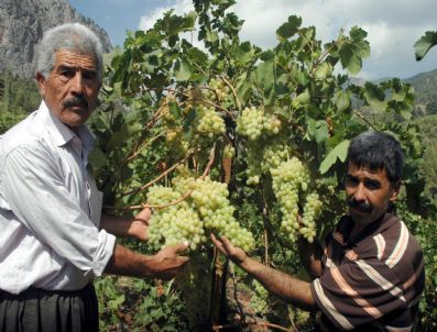 NIZAMETTIN ÖZTÜRK - Rekoltesi Düşen Üzümde Yüksek Fiyat Beklentisi