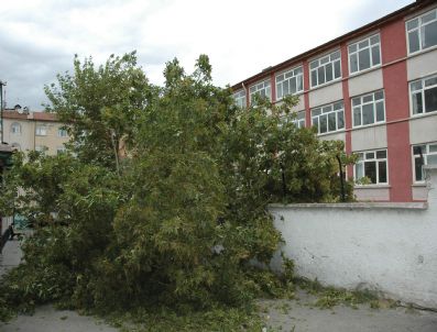 OSMAN UĞUR - Tarihi Çınar Rüzgara Dayanamadı