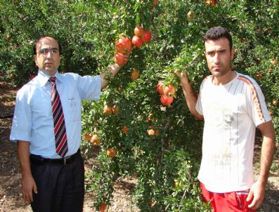 Üç Bin 200 Ton Rekolte Bekleniyor