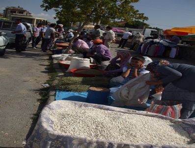 Akça Mercimek Ekiminde Büyük Artış