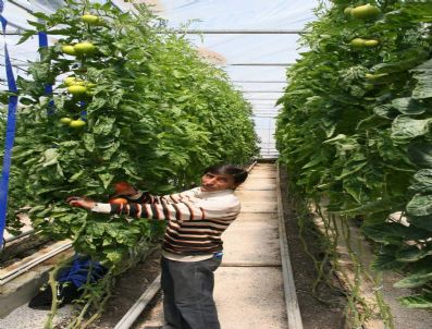 ERDOĞAN ÇELIK - Kozaklı'da Seracılık Gelişiyor