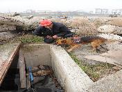 Ankara İtfaiyesi’nin K-9 arama kurtarma köpekleri her an göreve hazır