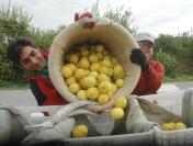 Eylem Sona Erdi, Limon Kesimine Başlanıyor