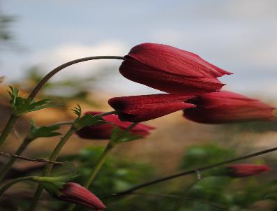 Dağ laleleri 45 gün önce açtı
