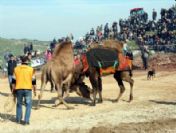 2011 Yılının İlk Deve Güreşi Ezine'de Yapıldı