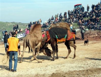 CENGIZ KARABULUT - 2011 Yılının İlk Deve Güreşi Ezine'de Yapıldı