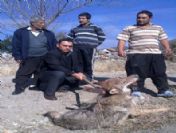 Aç Kurt İlçeye İndi