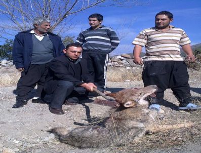 Aç Kurt İlçeye İndi