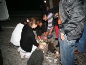 Milas'ta Trafik Kazası: 1 Ölü, 5 Yaralı