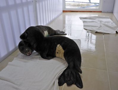 ÇEVRE VE ORMAN BAKANLıĞı - Öksüz Fok'lar Foça'da