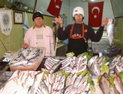 ÇINGENE - Balık Satışları Arttı
