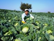 Organik Sebze Yetiştirdi