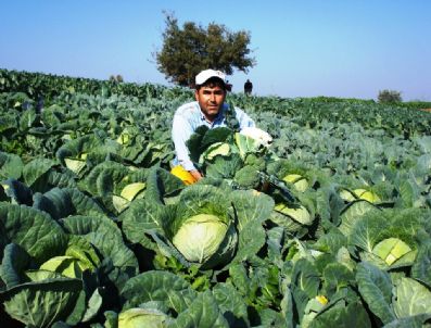 Organik Sebze Yetiştirdi