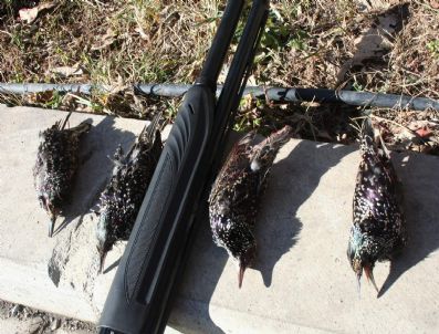 İzinsiz Avlanan Şahsa Para Cezası