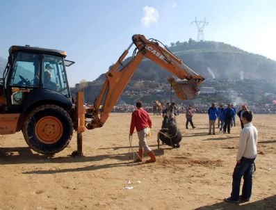 Deveyi Sevenler Boğayı Acımadı