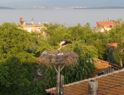 Her Sene Dünyada 50 Milyar Kuş Göç Ediyor