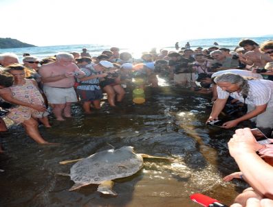 5 Caretta Caretta Aynı Anda Salındı