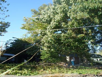 MAVIKENT - Kavak Ağacından Düşerek Öldü