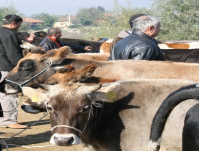 Kurban Öncesi Şap Hastalığına Dikkat