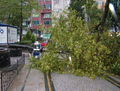SÜLEYMANIYE CAMII - Çorlu'da Şiddetli Yağış ve Rüzgar Ağaç Devirdi