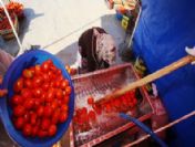 Çubuk'ta Domates Para Etmeyince Çiftçi Salça Üretimine Geçti