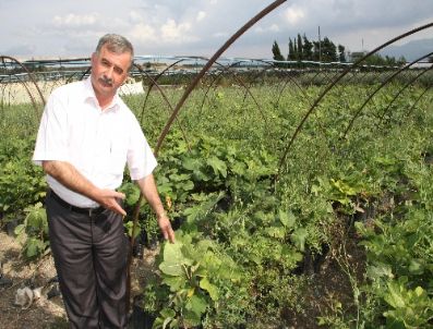 Fidanlı Köyünde Bir Yılda 5 Milyon Fidan Üretildi