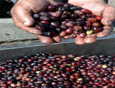 Zeytinyağı Desteği Üreticiyi Umutlandırdı