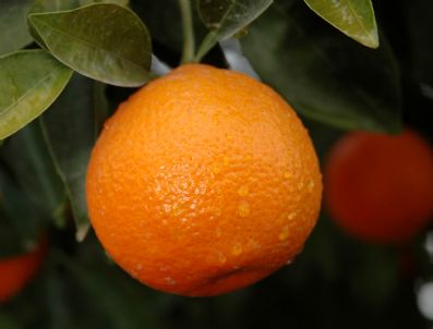 İhracatta Lokomotif Turunçgil