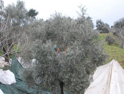 Zeytinci Bu Sezon Gülecek