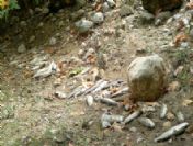 Alabalık Çiftliğindeki 450 Bin Yavru Balık Selde Telef Oldu